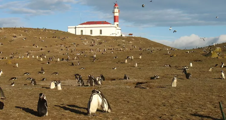 O Monumento Natural dos Pinguins