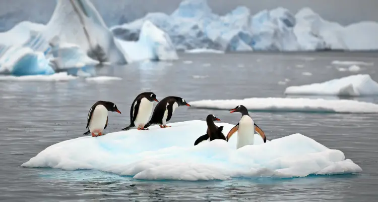 Animais da Antártida